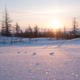 Imagen: Taiga siberiana. Oprea George / Shutterstock